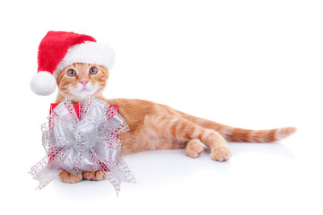 Christmas Cat With Gift. Shopping Animal In Santa Hat