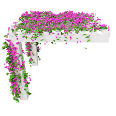 Bougainvillea with pink flowers