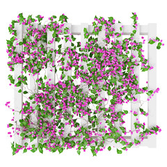 Flowers pink plant, top view