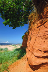 The red clay cliff with a green tree at the Baltic seaside