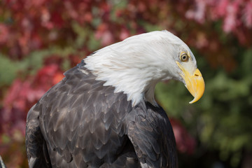 American Bald Eagle (Haliaeetus leucocephalus)
