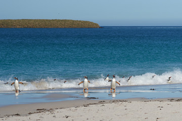 Gentoo Penguins (Pygoscelis papua) emerging from the sea onto a large sandy beach on Bleaker Island in the Falkland Islands.