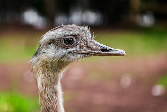 Ostrich bird head up close profile side view