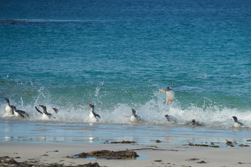 Gentoo Penguins (Pygoscelis papua) emerging from the sea onto a large sandy beach on Bleaker Island in the Falkland Islands.