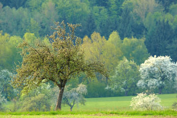 Fototapeta premium Frühling