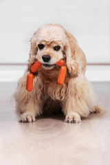 American cocker spaniel with sausage on floor in room