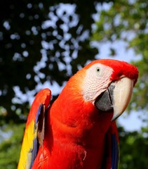 Scarlet Macaw roter Ara Portrait