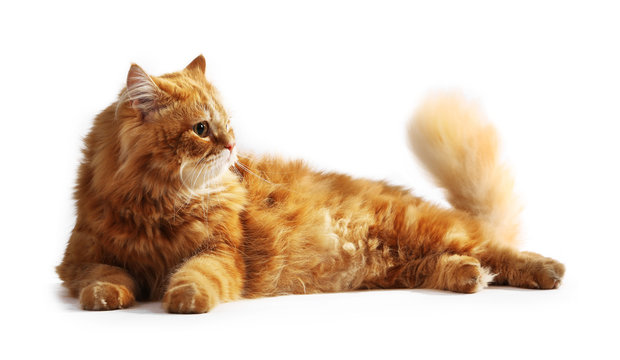 Red cat isolated on white