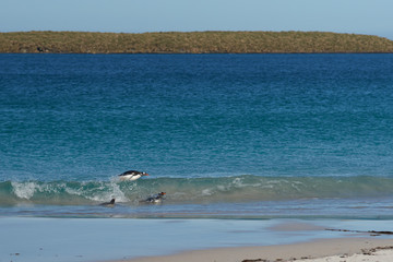 Gentoo Penguins (Pygoscelis papua) emerging from the sea onto a large sandy beach on Bleaker Island...