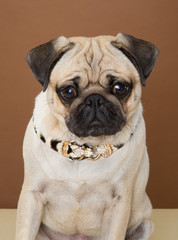 pug posing in a studio against a cream and brown wall