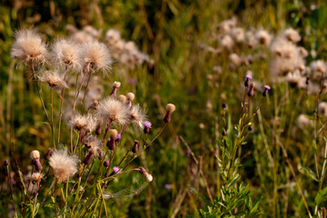 Wild plants