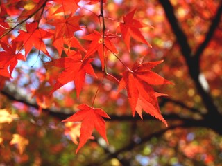 紅葉