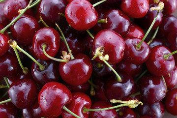 Fresh black cherries fruit
