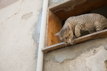 street cat stalking prey from higher ground