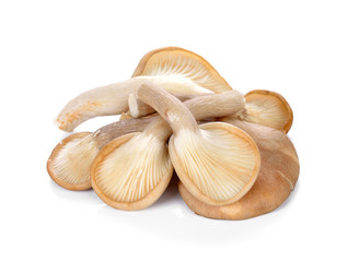 oyster mushroom on white background