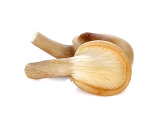 oyster mushroom on white background