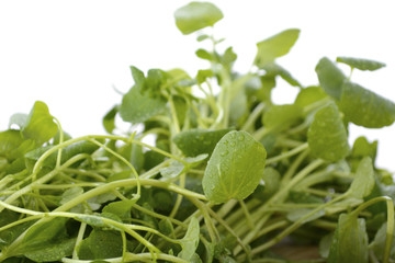 Watercress salad ingredient.