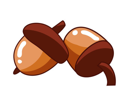 acorn isolated illustration