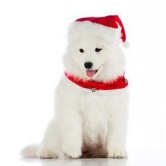 Christmas puppy.  Merry christmas