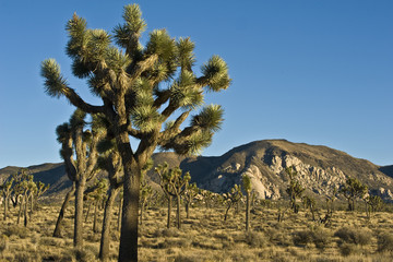 Joshua Trees