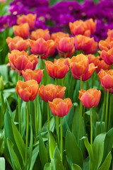 Tulips. Spring flower. beautiful flowers