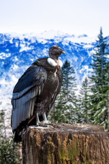 Griffon vulture . Gyps fulvus