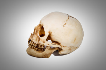 Old human skull  isolated on  background.