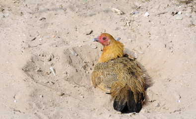 Hen on sand