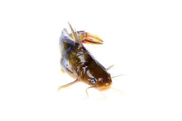 Pelteobagrus fulvidraco