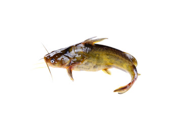 Pelteobagrus fulvidraco