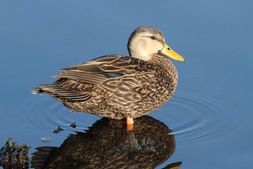Male Mottled Duck In The Florida Everglades