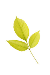 Obraz premium The leaves