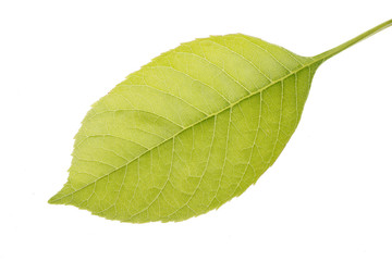 Obraz premium The leaves