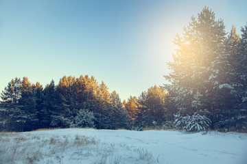 Winter landscape