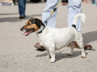 jack russell terrier on a lead