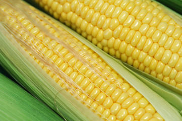 close-up on fresh corn