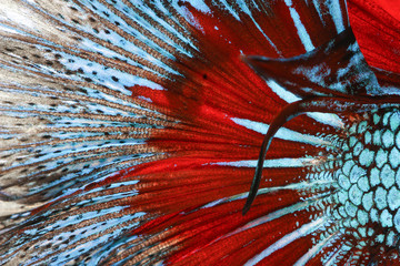 Texture of tail siamese fighting fish