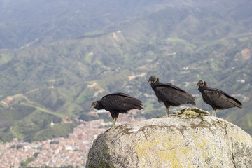 Gallinazo (Coragyps atratus), Ave de Rapiña Sobre la Ciudad