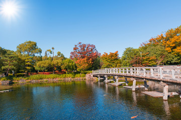 Fototapeta na wymiar Japanese Garden in autumn / daylight.