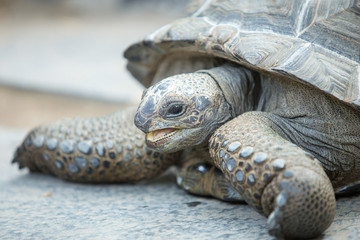 Obraz premium Close up of a tortoise, side view