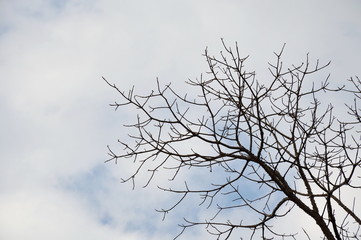 kapok tree shed leaves in the garden
