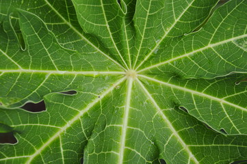 papaya leaf texture in the backyard garden