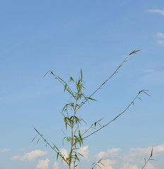 bamboo wind convergence on sky background