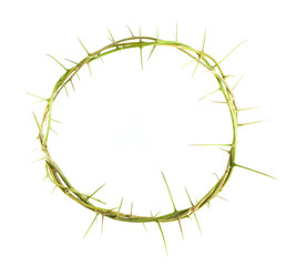 circle of the plant branch with thorn