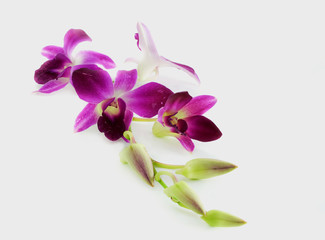 orchid on white background
