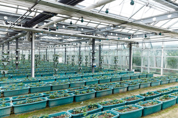 interior of vegetable greenhouse