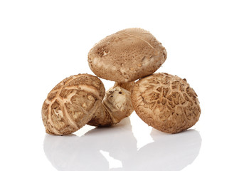 Shiitake mushroom on the White background