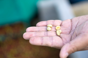 Red berries coffee bean