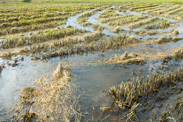 dirty paddy after take the rice 