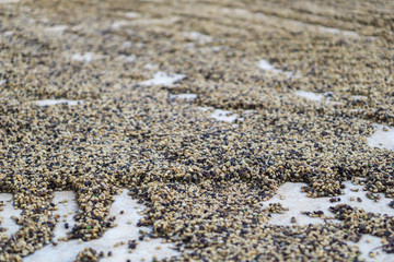 Red berries coffee bean